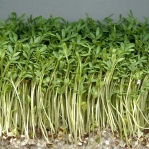 Cresson alénois (graines de Hab er-Rachad)