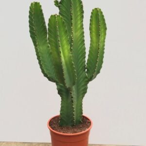 Cactus Euphorbe (Dagmus)
